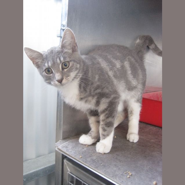 Photo of Grey Tabby Kitten