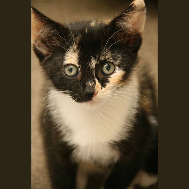 Photo of Sushi