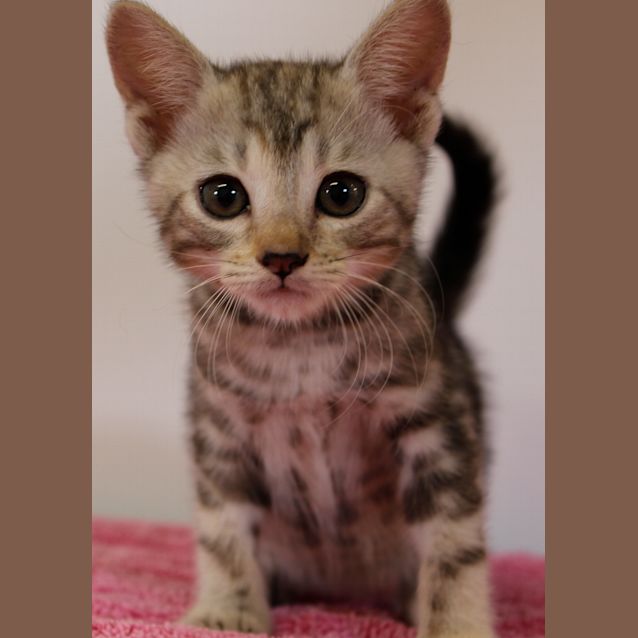 Photo of Lily