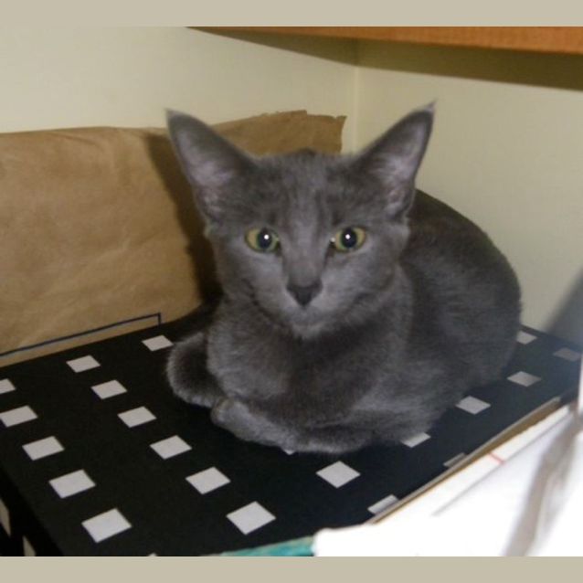 Photo of Gracie