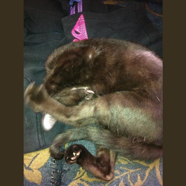 Photo of Mouse