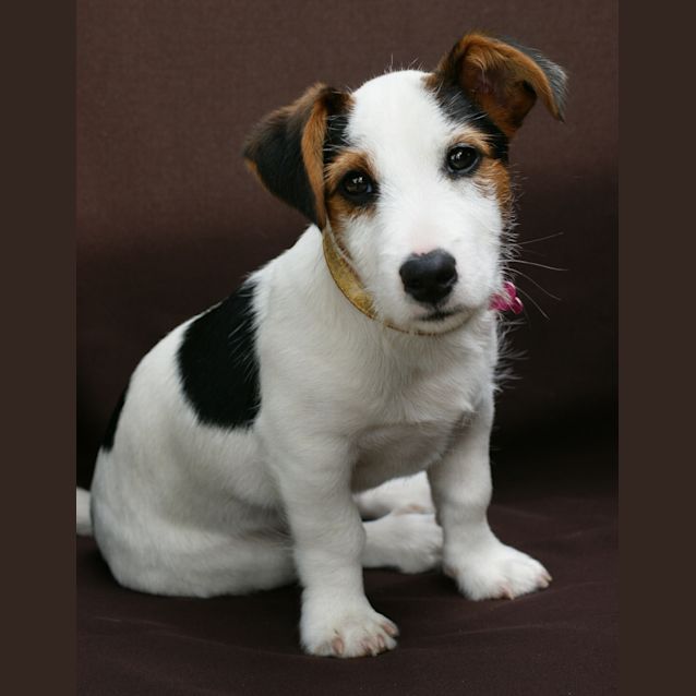 Photo of Rocco