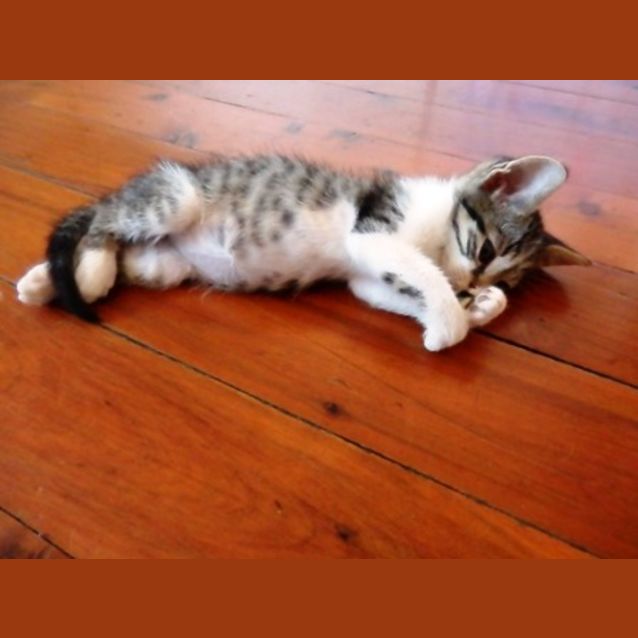 Photo of Max