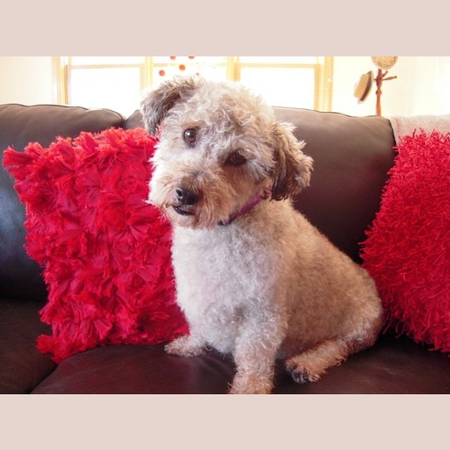 Photo of Benji