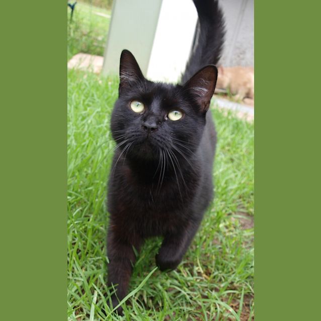 Photo of Tinka *Adopted : )*