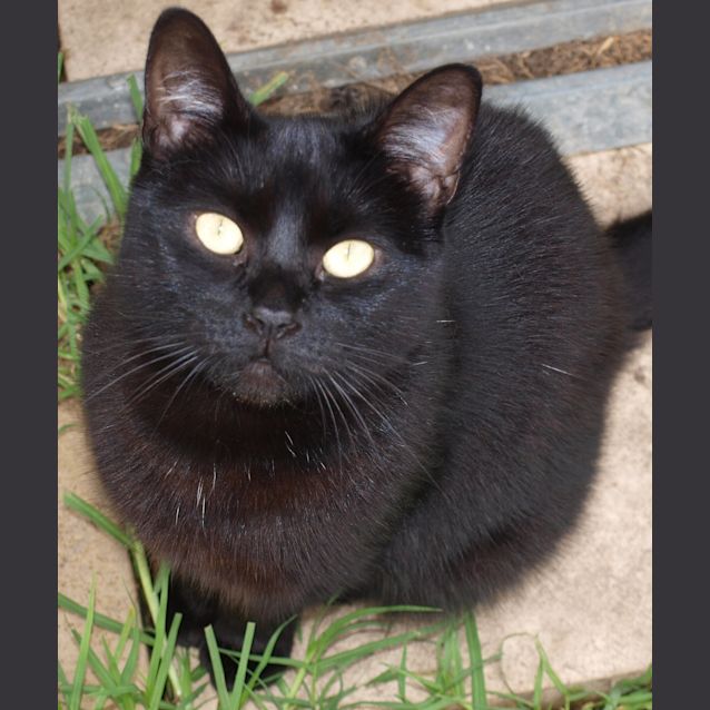 Photo of Tinka *Adopted : )*