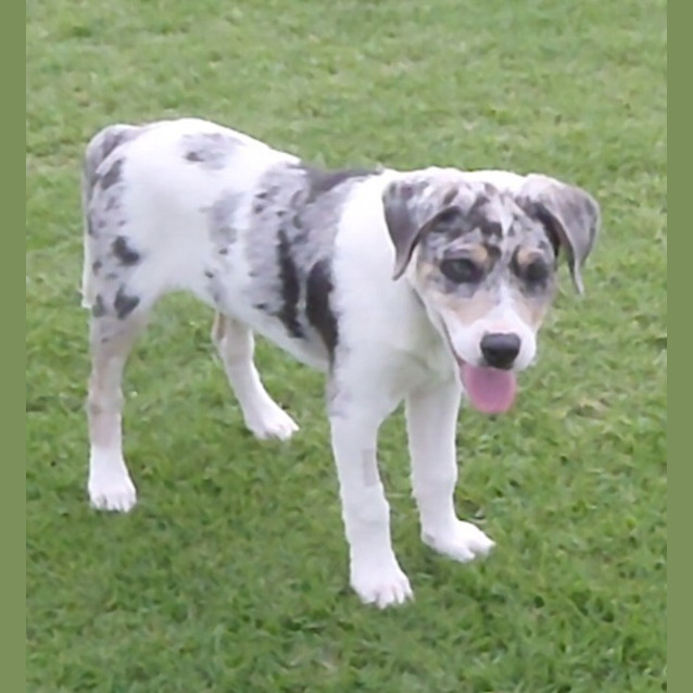 Photo of Archie