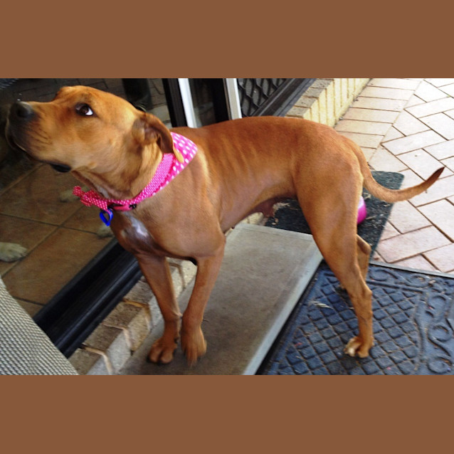 Photo of Ruby (On Trial)