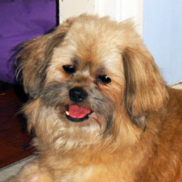 Photo of Toddy