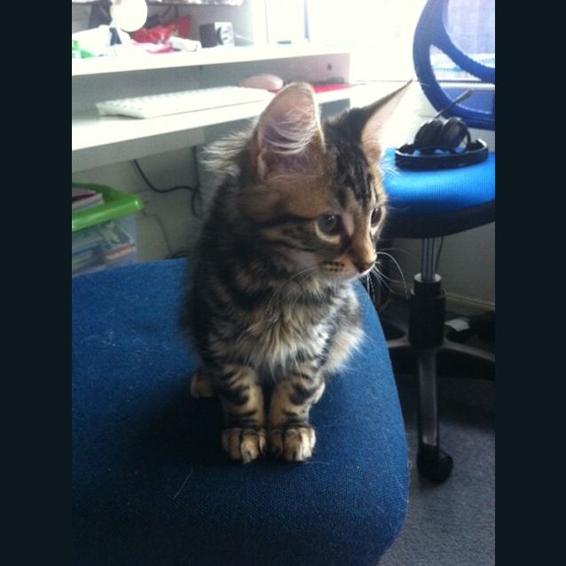 Photo of Charli * Adoption Pending*
