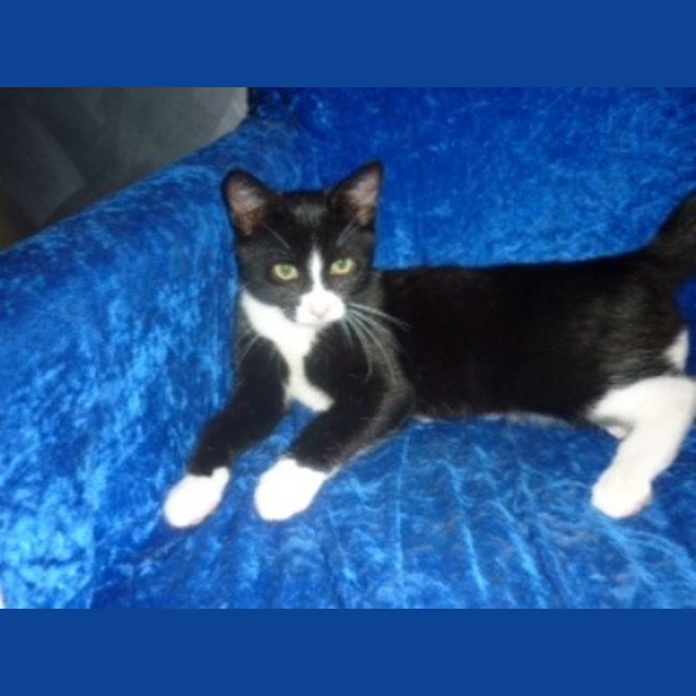 Photo of Jett   Adoption Pending