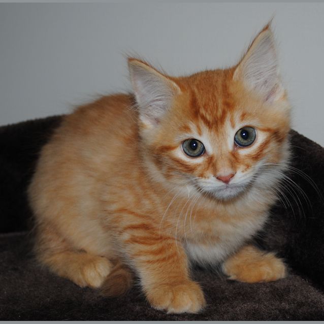 Photo of Ginger Female