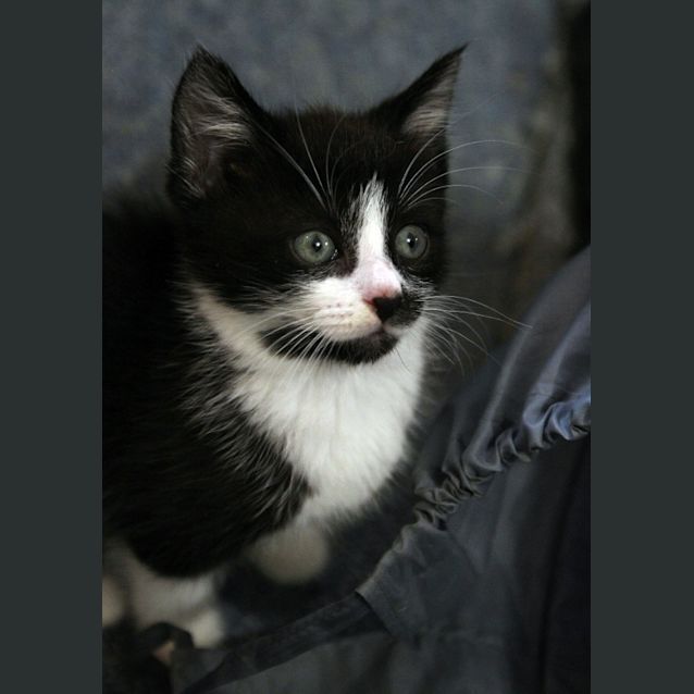 Photo of Pegasus   On Trial In His New Home!