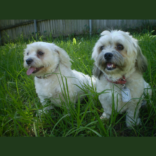 Photo of Ollie