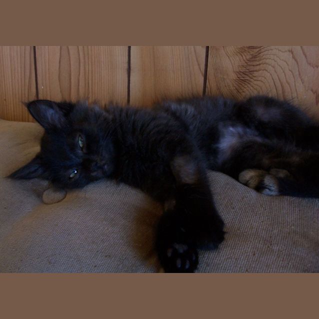 Photo of Grizzly Bear