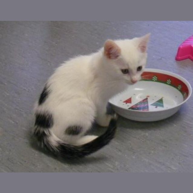 Photo of Domino