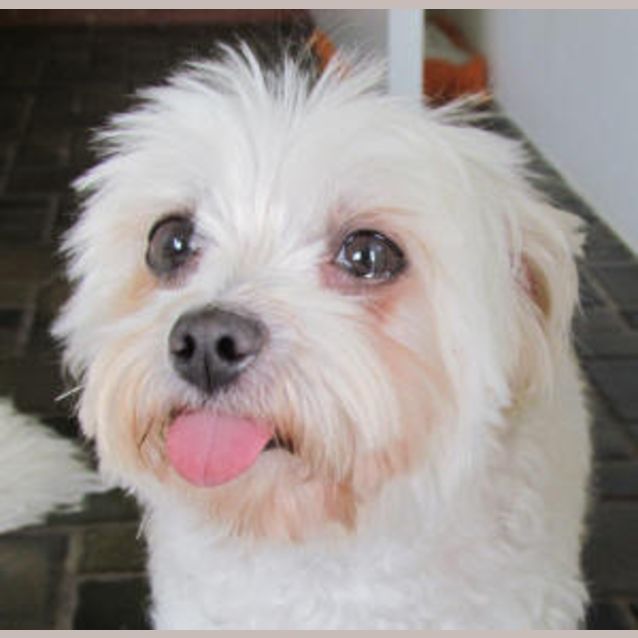 Photo of Roxy