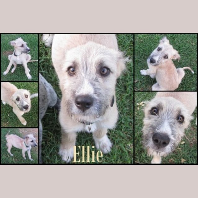 Photo of Adoption Pending.....Ellie