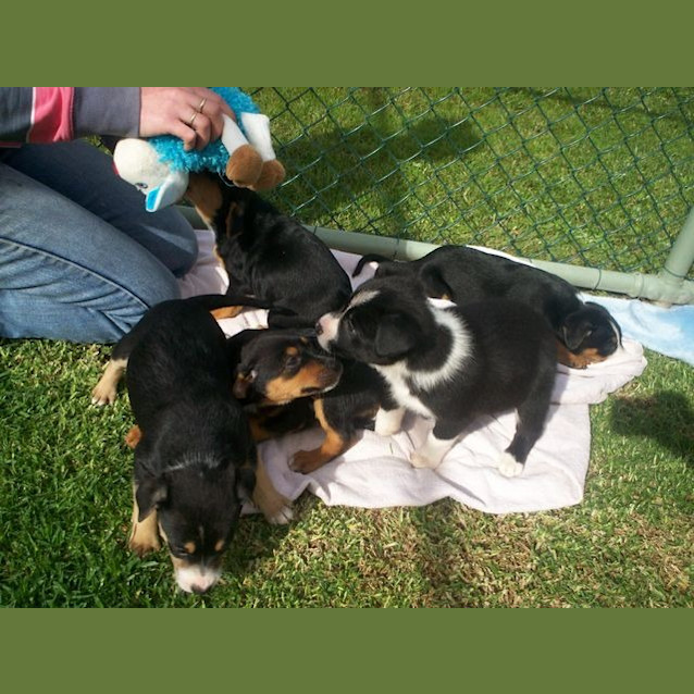 Photo of Shep X Rottie X Border Collie
