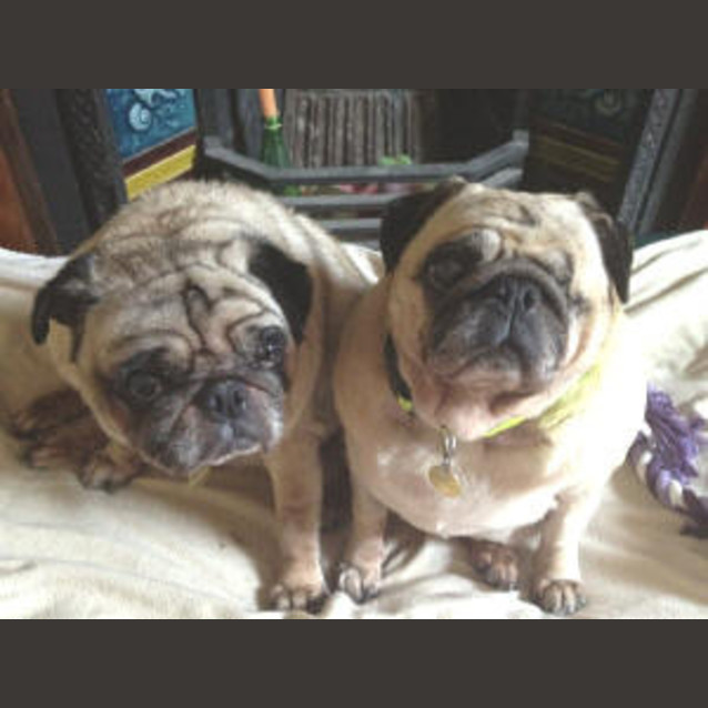 Photo of Buddy And Biddy Are Temporarily Wi