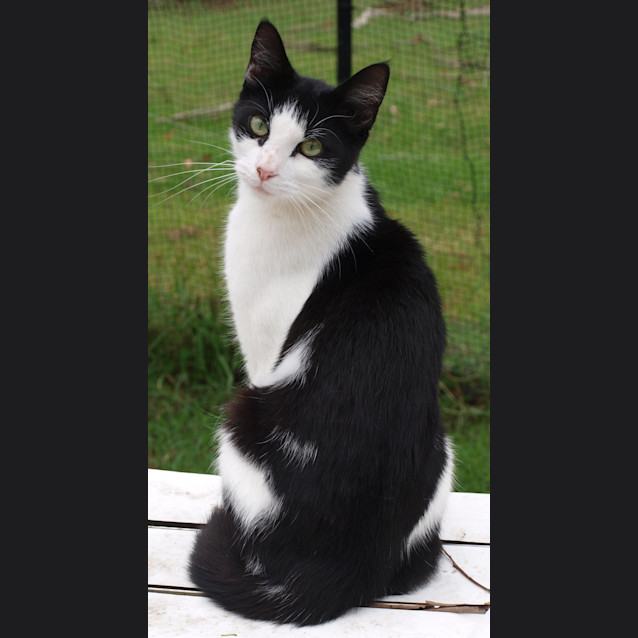 Photo of Rio *Has Been Adopted Ya Y!*  : )