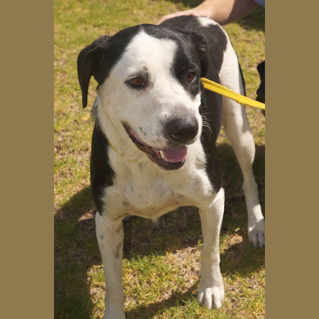 Photo of On Trial. Good With Cats And Kids.