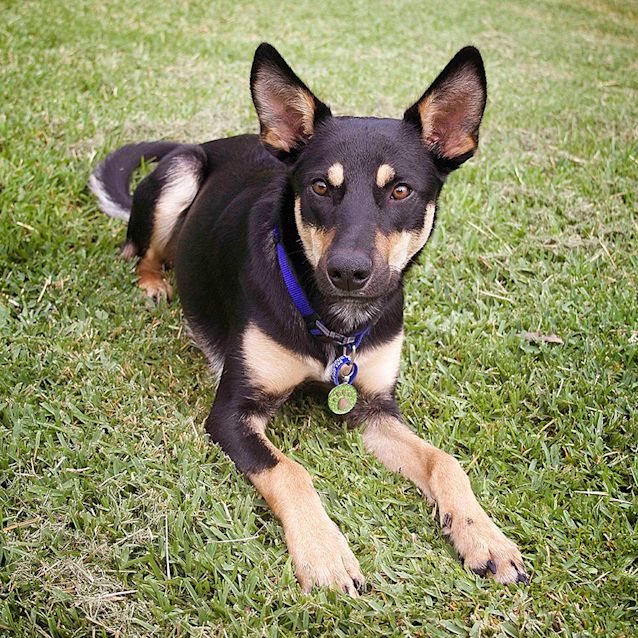 Photo of Axle ~ Kelpie Puppy (On Trial 20/05/17)