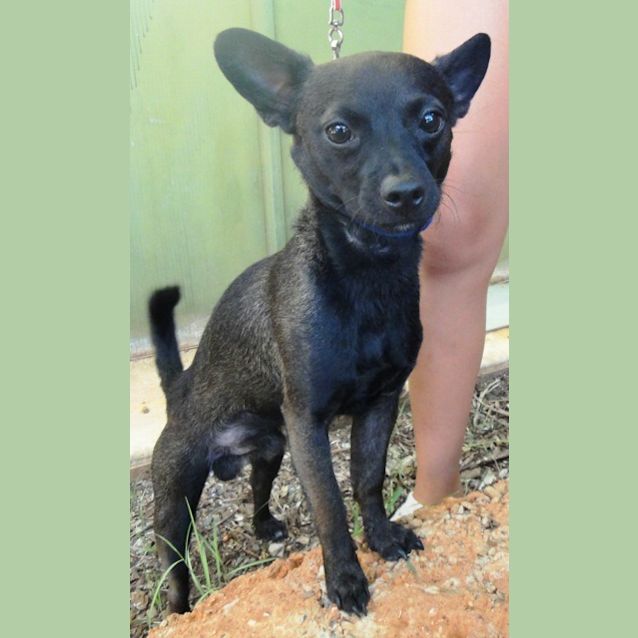 Photo of Pepper (D2094)
