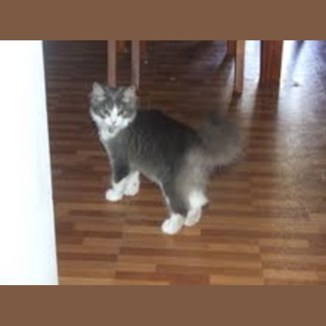 Photo of Buttercup