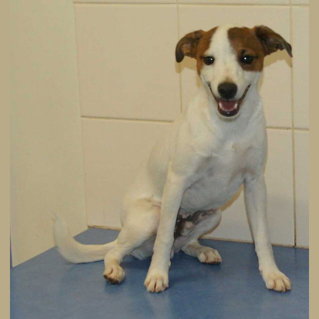 Photo of Smiley