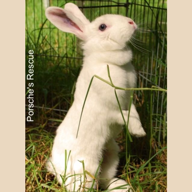 Photo of Saphire  Desexed And Vaccinated