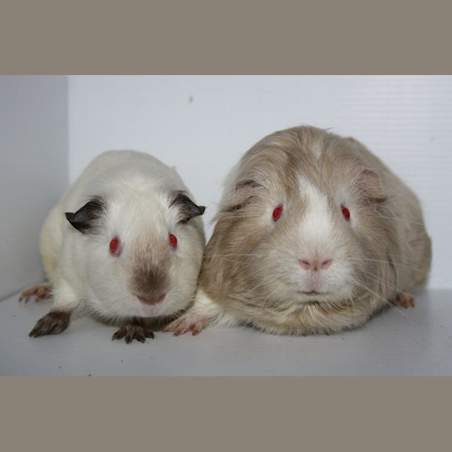 Photo of Charlie And Albert