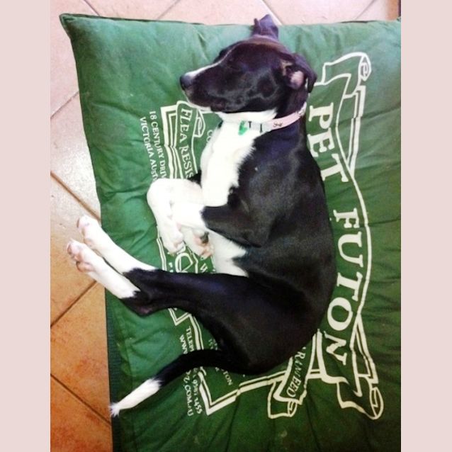 Photo of Penny