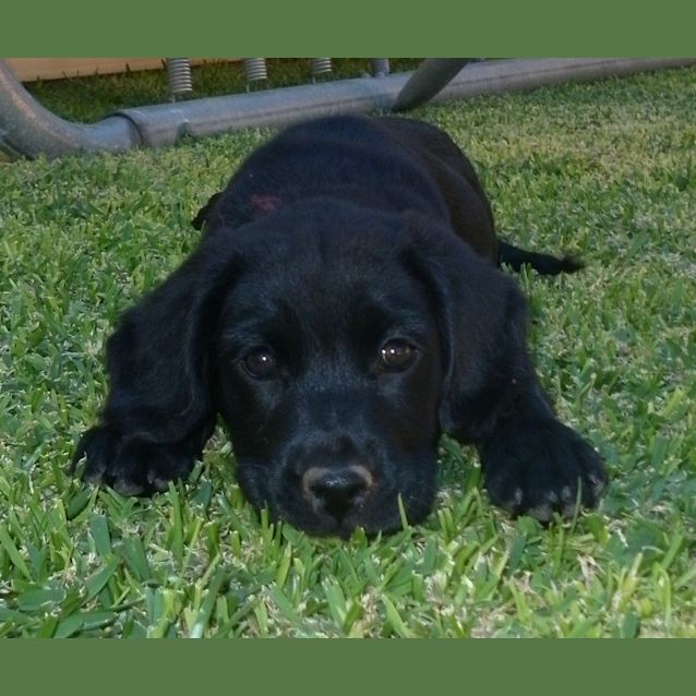 Photo of Sootie (Hand Raised) *On Trial In Her New Home*