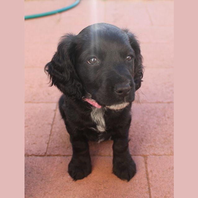 Photo of Suzi *On Trial In Her New Home*