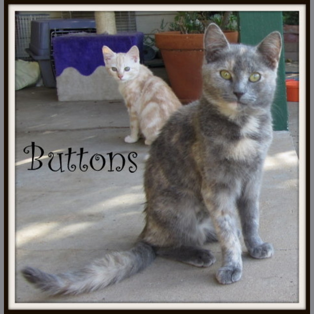 Photo of Buttons