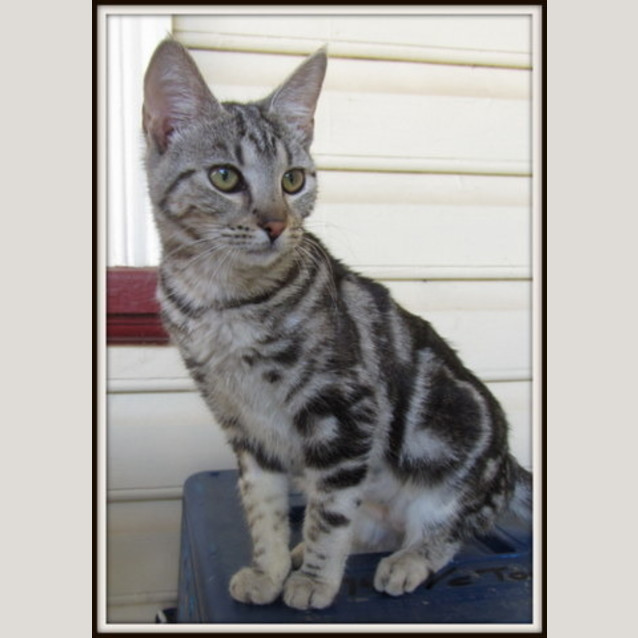 Photo of Selina   Adoption Pending