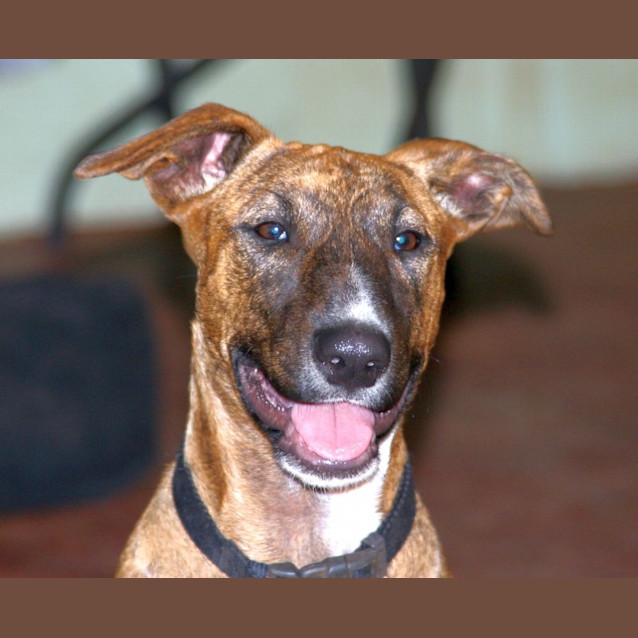 Photo of Tia/Adopted