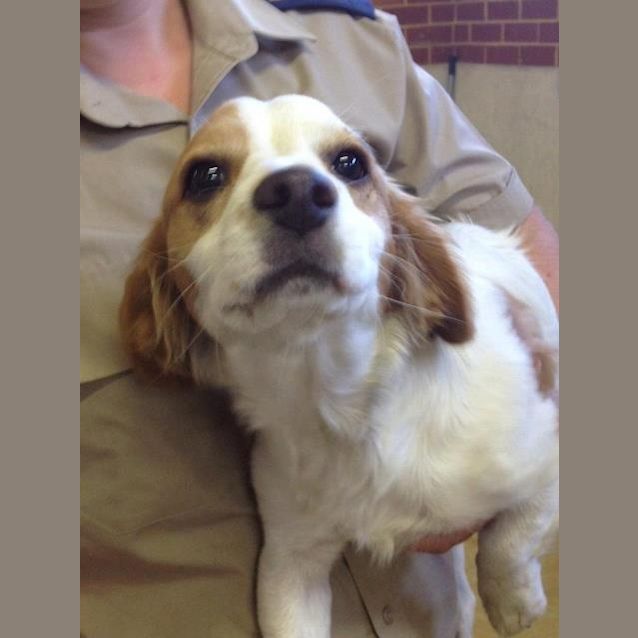 Photo of Muppet *On Trial*