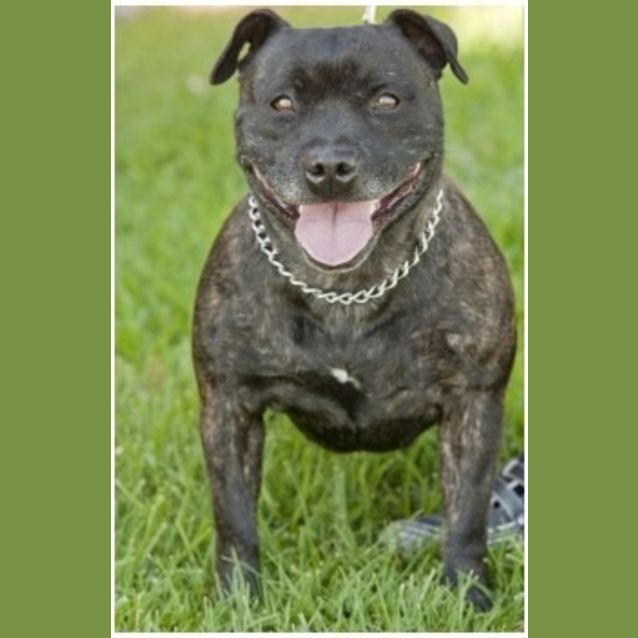 Photo of Bella