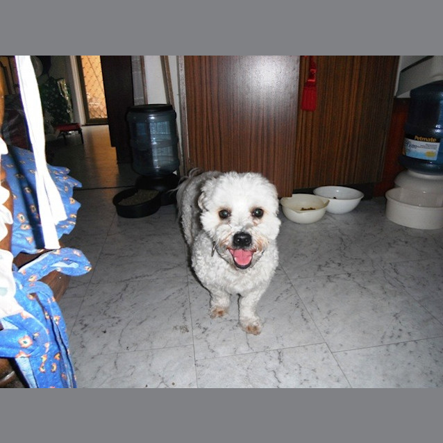 Photo of Milo