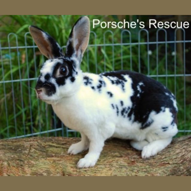 Photo of Easter  Vaccinated And Desexed  On Hold