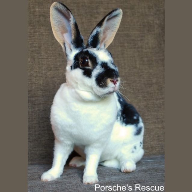 Photo of Easter  Vaccinated And Desexed  On Hold