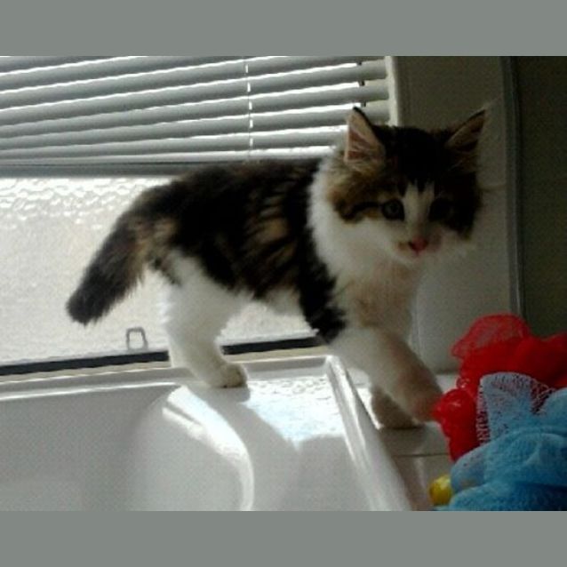 Photo of Stella