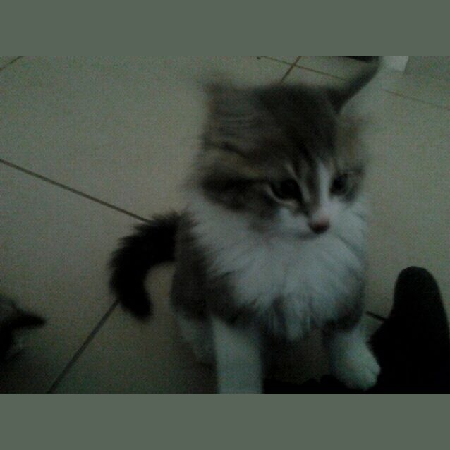 Photo of Delilah