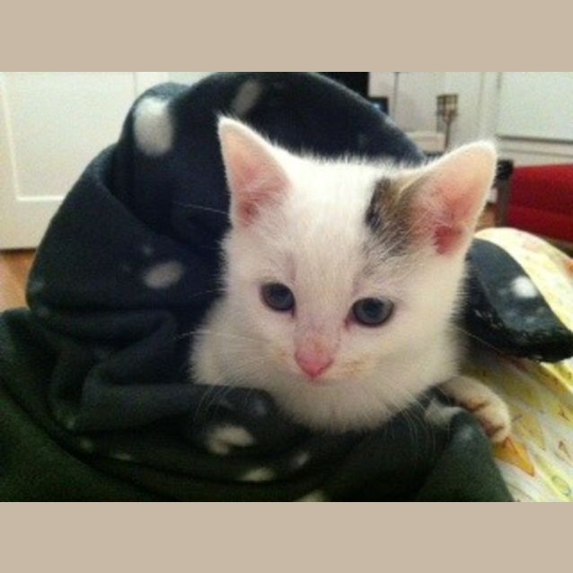 Photo of Pickles (Mr Personality Plus!!)