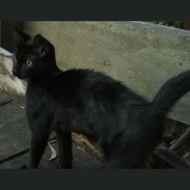 Photo of Vino