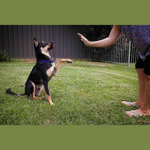 Photo of Axle ~ Kelpie Puppy (On Trial 20/05/17)