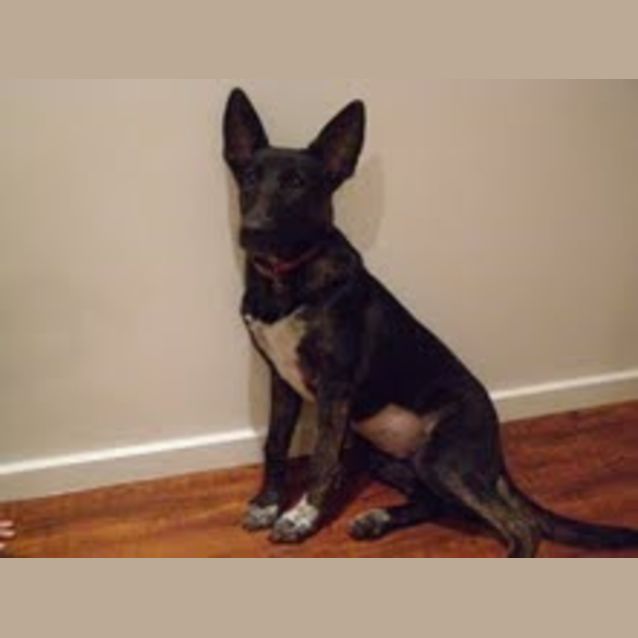 Photo of Rosie