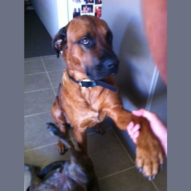 Photo of Buddy Needs A Home